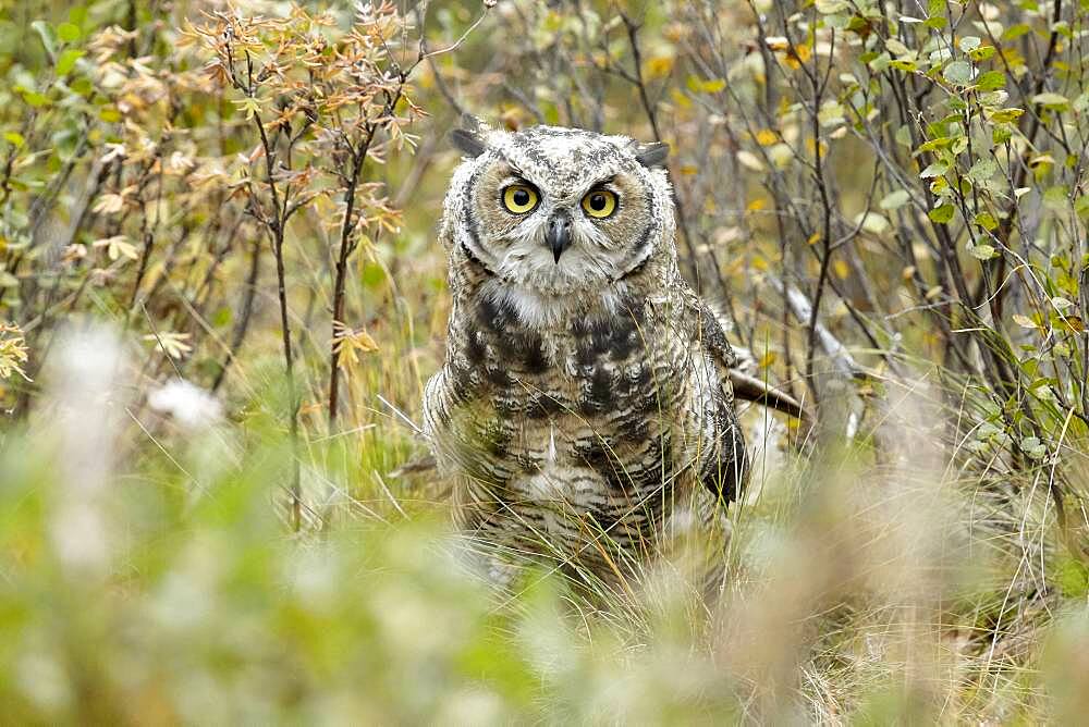 Great Horned Owl (Bubo virginianus) adulte on ground, fall, Denali NP, Alaska