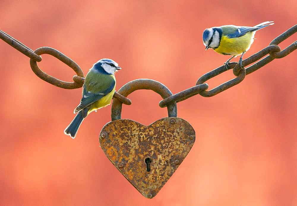 Blue tits (Cyanistes caeruleus) perched on an old heart-shaped padlock