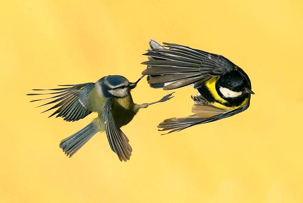 Blue tit (Cyanistes caeruleus) and Great tit (Parus major) fighting in the air, England