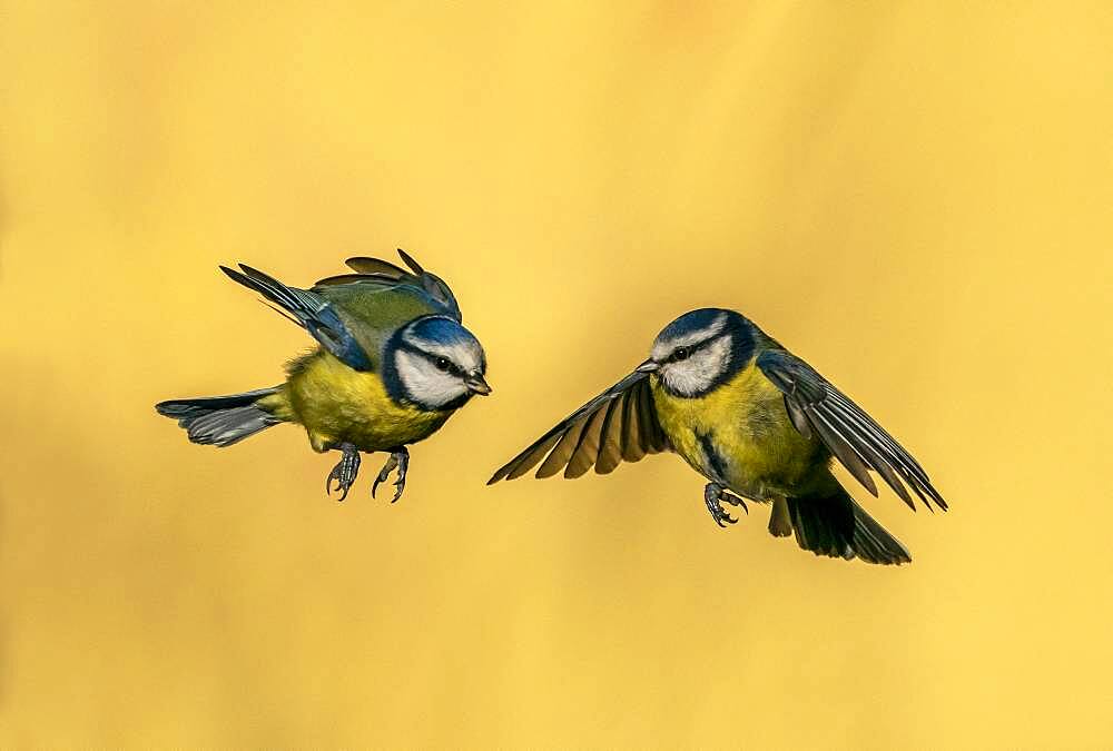 Blue tit (Cyanistes caeruleus) in flight, England