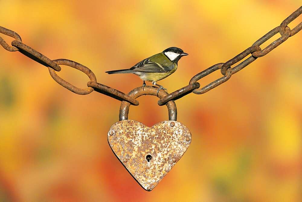 Great tit (Parus major) perched on an old padlock, England