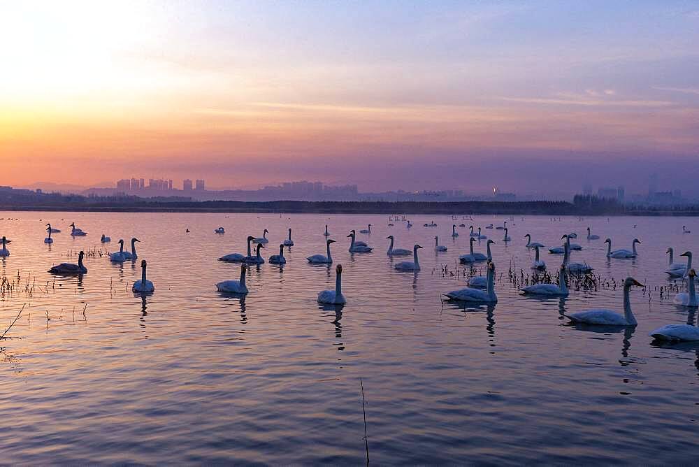 Whooper swan (Cygnus cygnus) on water at sunrise, Sanmenxia, Henan ptovince, China