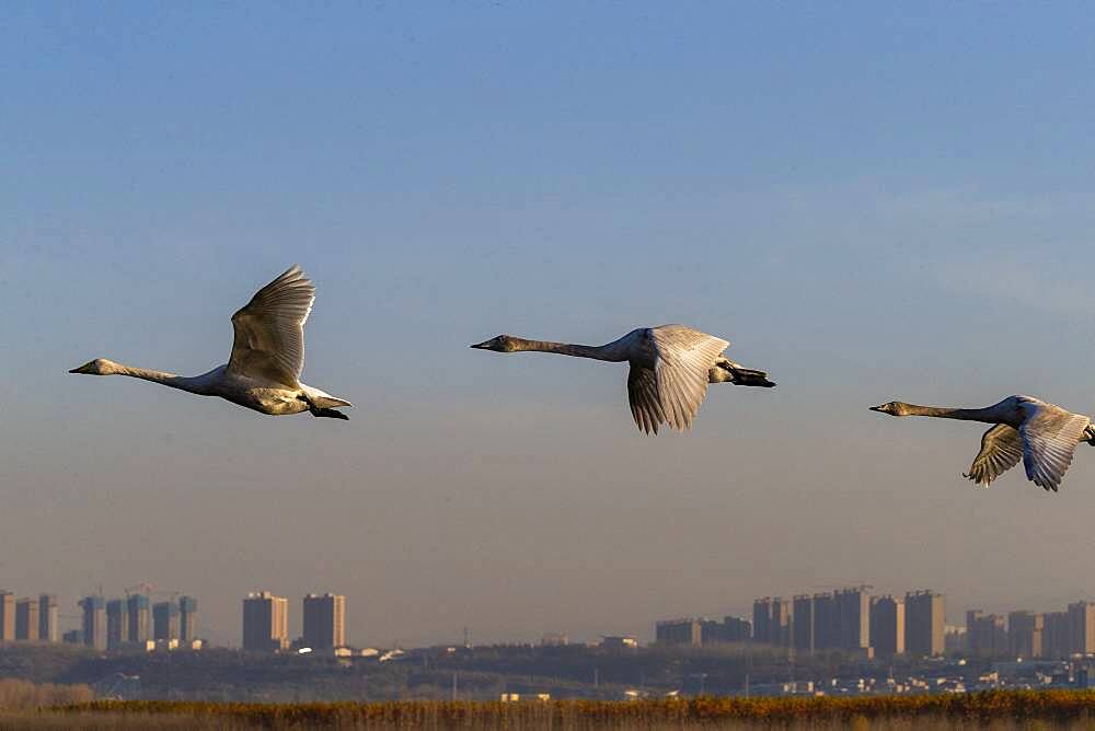 Whooper swan (Cygnus cygnus) in flight, Sanmenxia, Henan ptovince, China