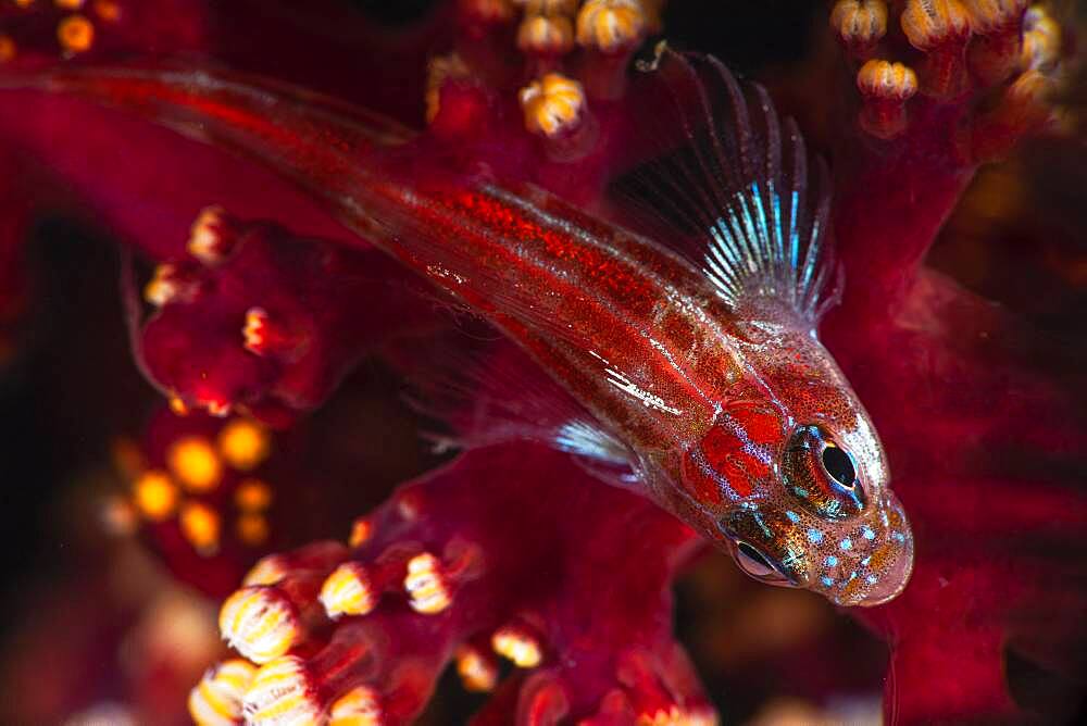 Tropical striped triplefin (Helcogramma striatum), Raja Ampat, Indonesia