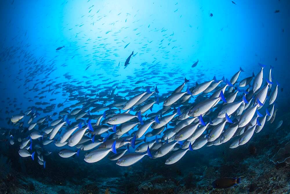 Blue-tailed Unicornfish (Naso caeruleocauda) school of fish, Raja Ampat, Indonesia