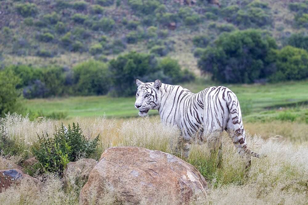 Asian (Bengal) Tiger (Panthera tigris tigris), White tiger, adult female, Private reserve, South Africa (Captive)