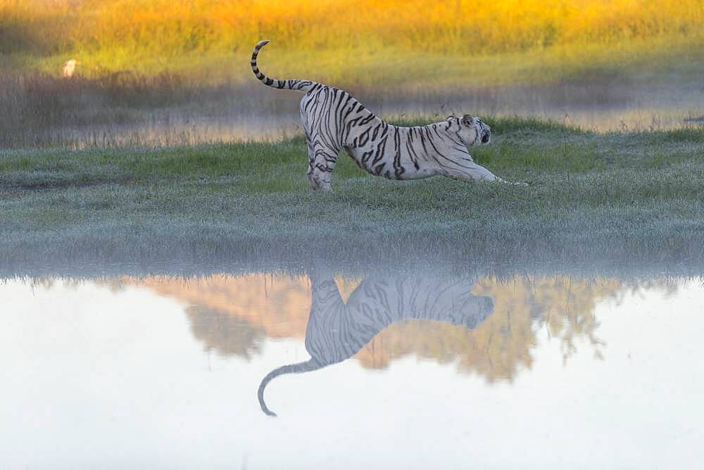 Asian (Bengal) Tiger (Panthera tigris tigris), White tiger, adult female near by a swamp, Private reserve, South Africa (Captive)