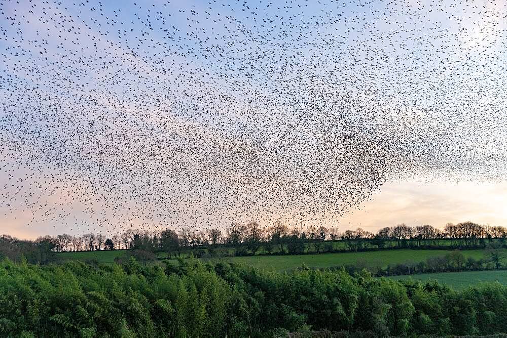 Flight of starlings (Sturnus vulgaris), join a roosting place, grove, Rouesse Vasse, Sarthe, Pays de la Loire, France