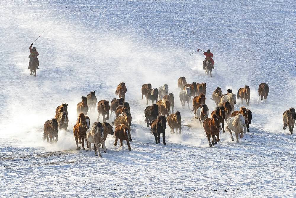 Mongolian horsemen lead a troop of horses running in a meadow covered by snow, Bashang Grassland, Zhangjiakou, Hebei Province, Inner Mongolia, China