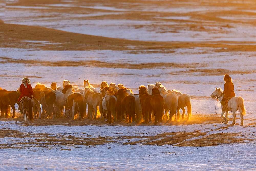 Mongolian horsemen lead a troop of horses running in a meadow covered by snow, Bashang Grassland, Zhangjiakou, Hebei Province, Inner Mongolia, China