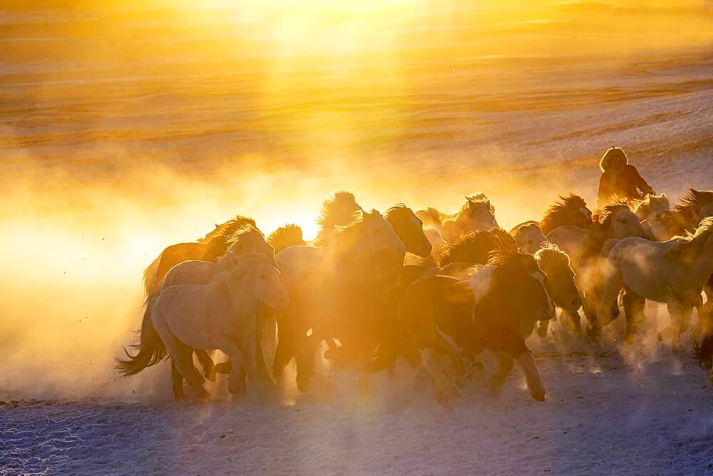 Mongolian horsemen lead a troop of horses running in a meadow covered by snow, Bashang Grassland, Zhangjiakou, Hebei Province, Inner Mongolia, China