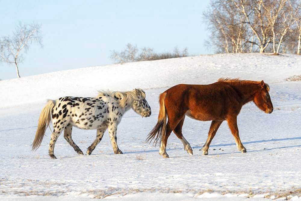 Horses in a meadow covered by snow, Zhangjiakou, Bashang Grassland, Hebei Province, Inner Mongolia, China