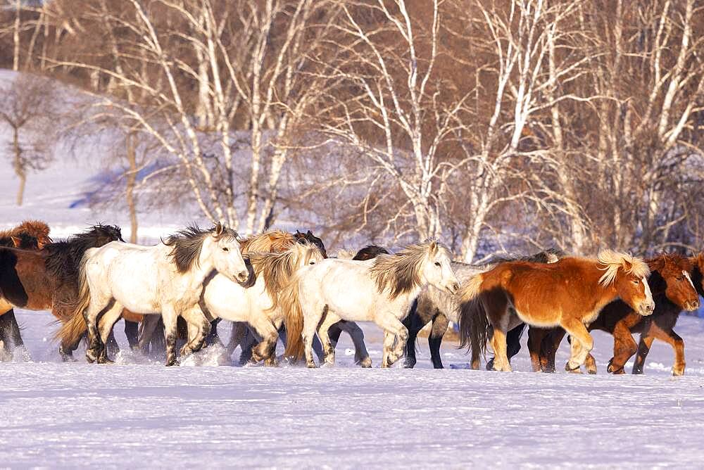 Horses in a meadow covered by snow, Zhangjiakou, Bashang Grassland, Hebei Province, Inner Mongolia, China