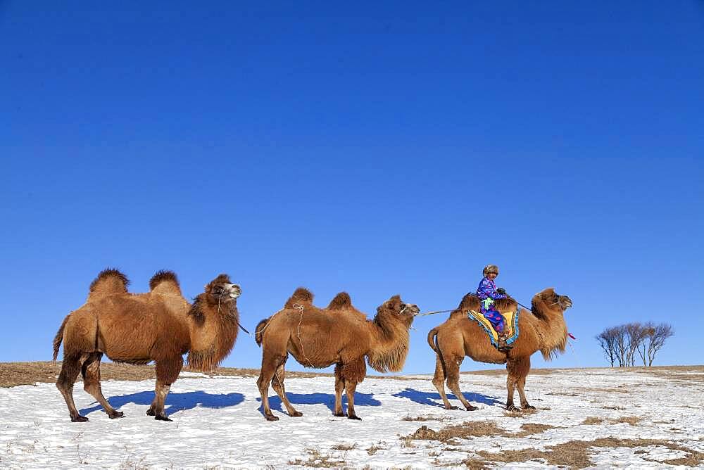 Mongol driving a camel caravan of Bactrian camel (Camelus bactrianus), Bashang Grassland, Zhangjiakou, Hebei Province, Inner Mongolia, China