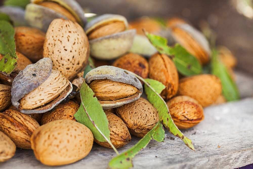 Freshly harvested almonds. Variety "de la gare", old variety of the South-West of France, very large caliber.