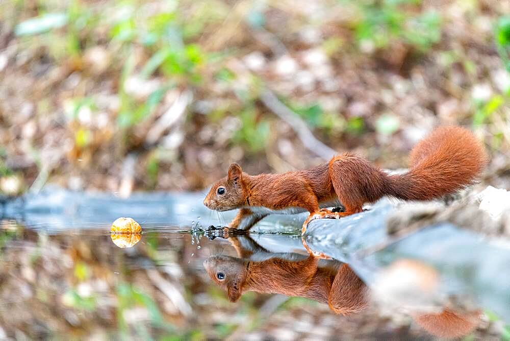 Red squirrel (Sciurus vulgaris) and its reflection in a pond in summer, Moselle