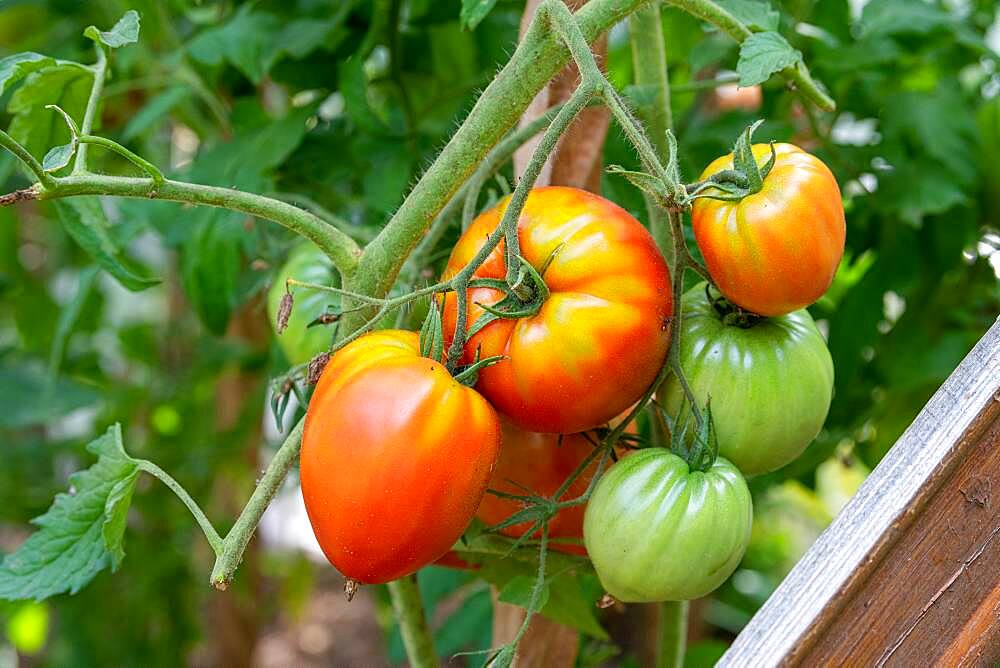 Tomato (Solanum lycopersicum) "heart of beef" in a kitchen garden, summer, Moselle