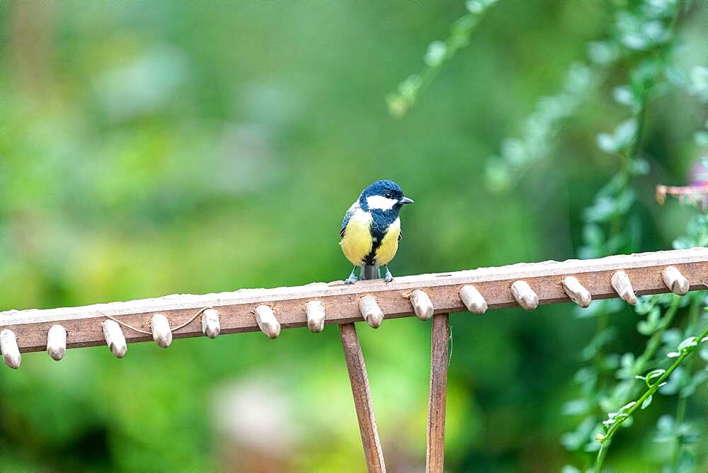 Great tit (Parus major) on a garden rake in summer, Moselle