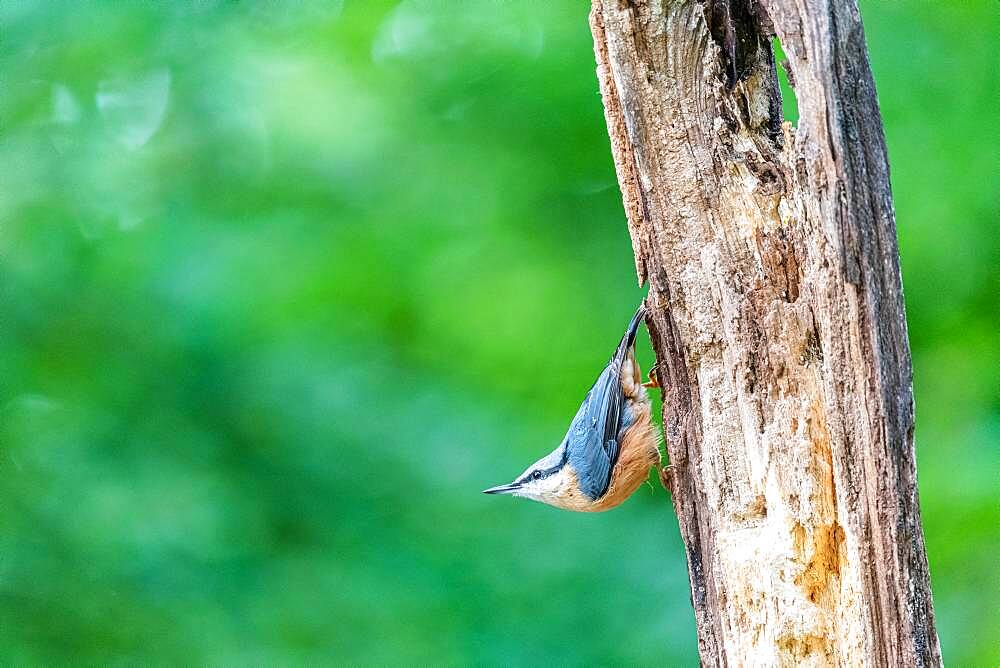 Wood Nuthatch (Sitta europaea) on a dead wood trunk in summer, Moselle