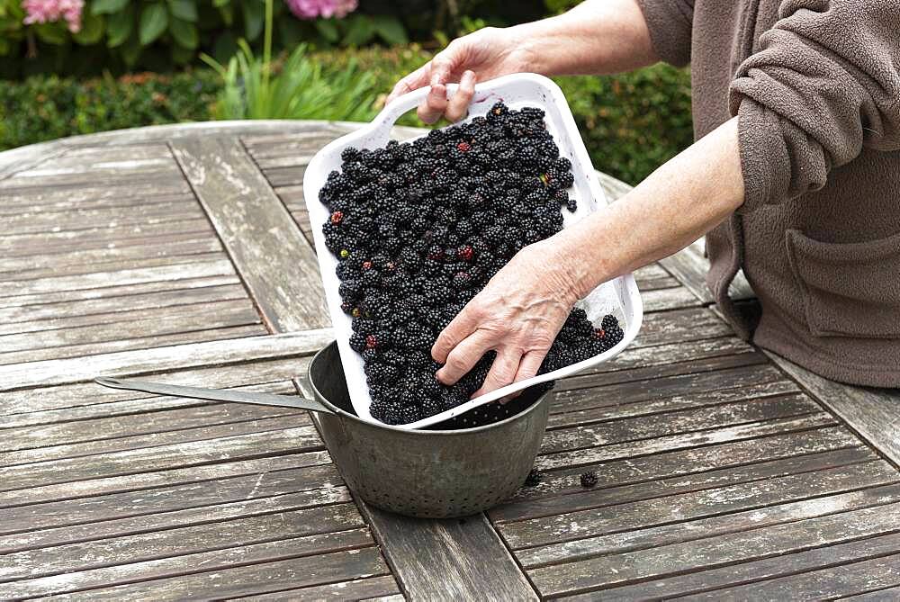 Making an old-fashioned blackberry jam in summer