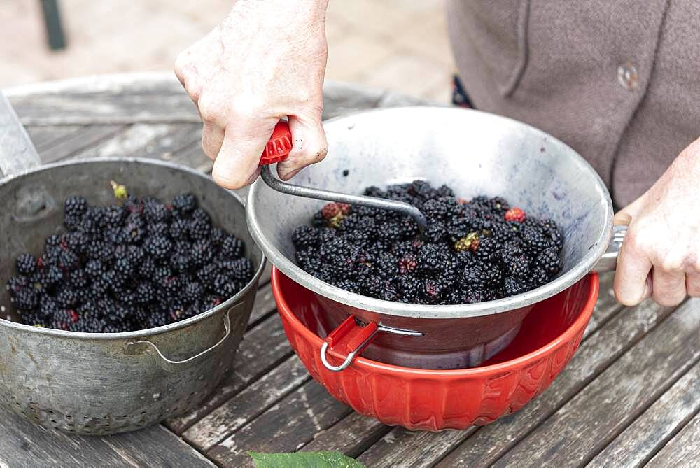 Making an old-fashioned blackberry jam in summer