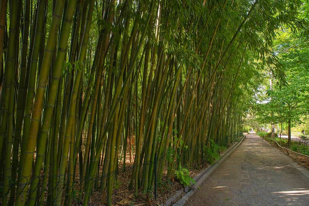 Bambouseraie, Bamboo plot and shady alley of the Montpellier botanical garden