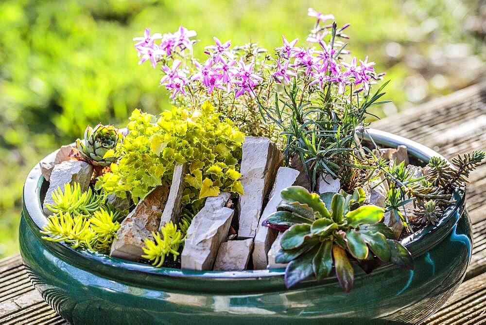 Realization of a mini garden of crevice garden in pot, in step by step.