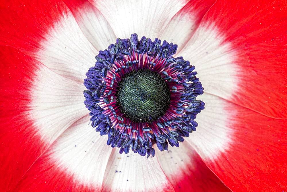 Poppy anemone (Anemone coronaria) flower, spring, Pas-de-Calais