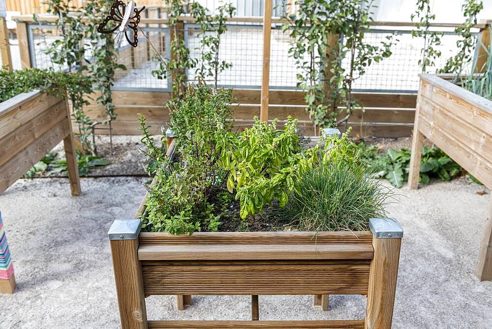 Aromatic plants in a wooden bin, summer