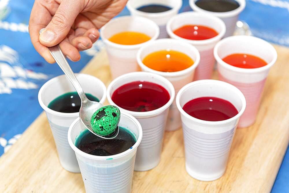 Coloring quail eggs with natural dyes for Easter, spring