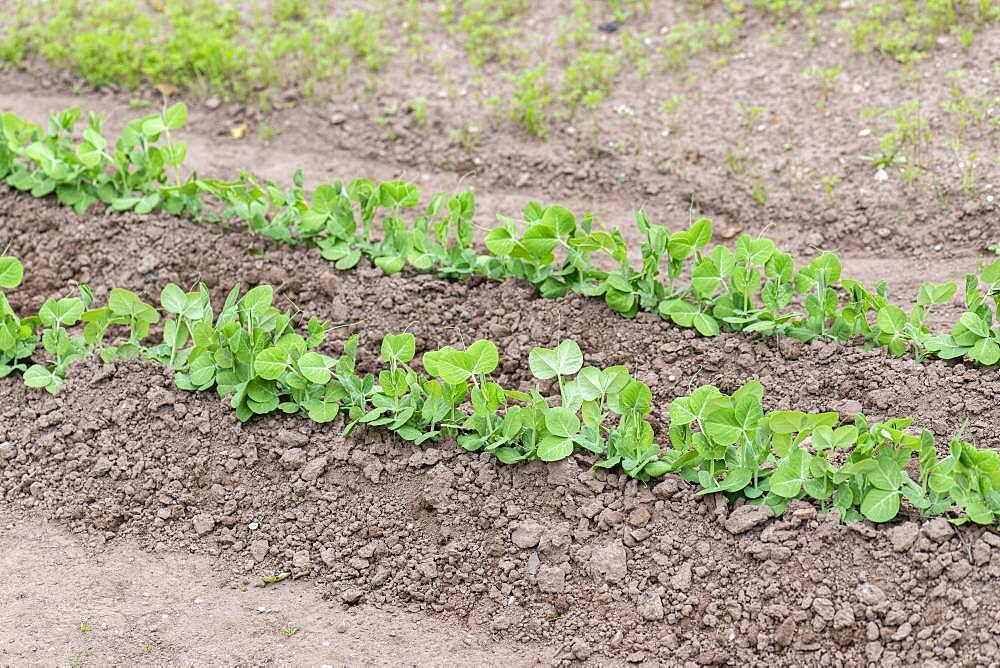 Garden Peas (Pisum sativum) 'Sans pareil' in a garden, spring, Moselle