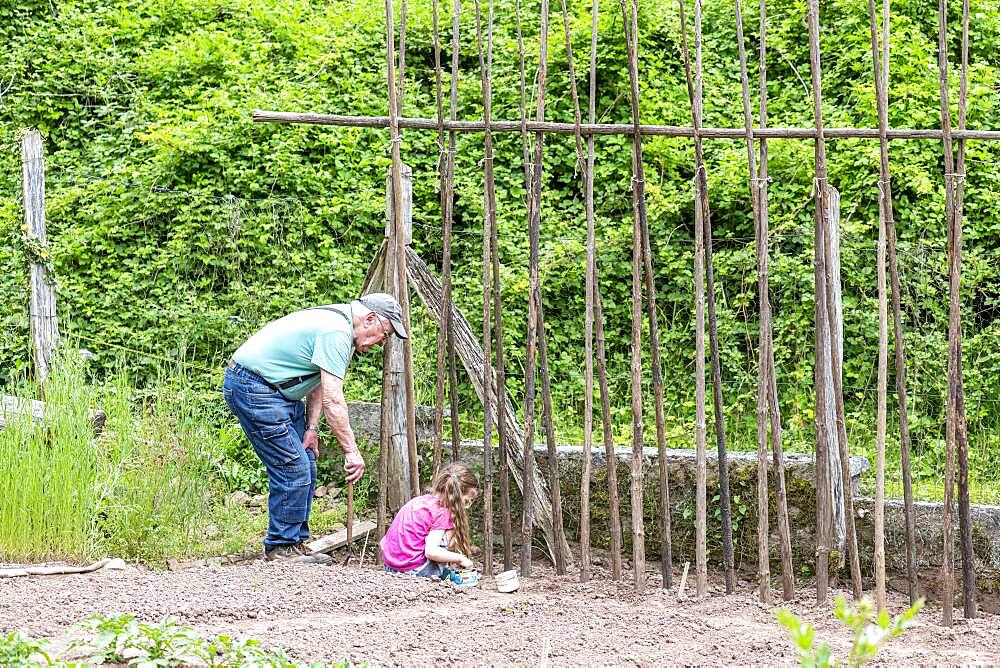 Grandfather Sowing Ream Beans 'Vesperal' with his Little Girls, Spring, Moselle