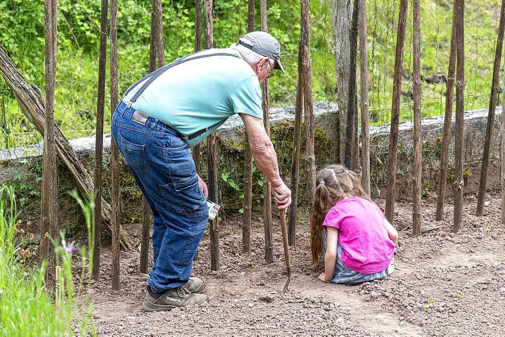 Grandfather Sowing Ream Beans 'Vesperal' with his Little Girls, Spring, Moselle