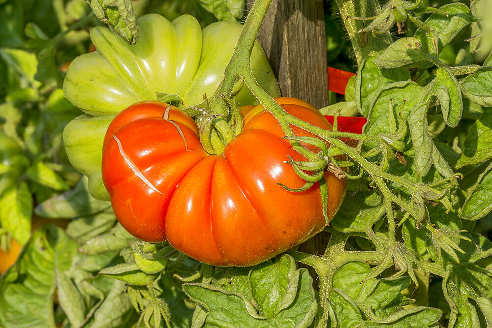 Tomate 'Costoluto Genovese'