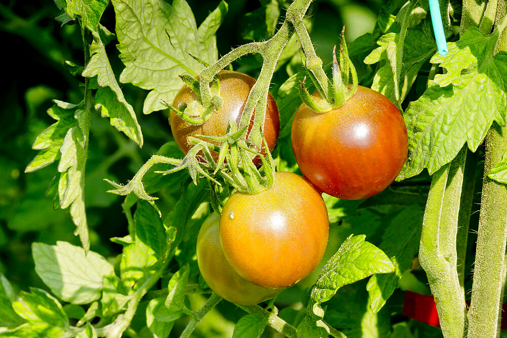 Tomate cerise 'Black Cherry'