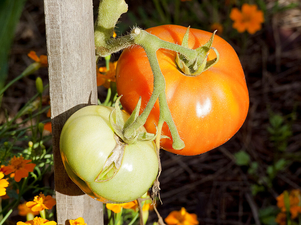 Tomate 'Candy Stripes'