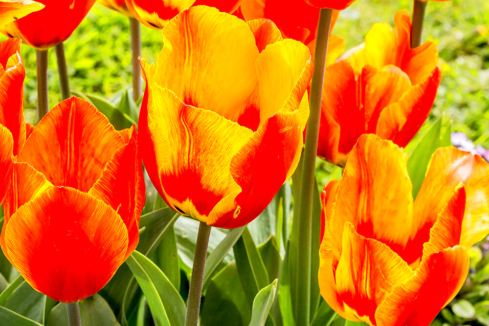 Tulip 'Flair' in bloom in a garden