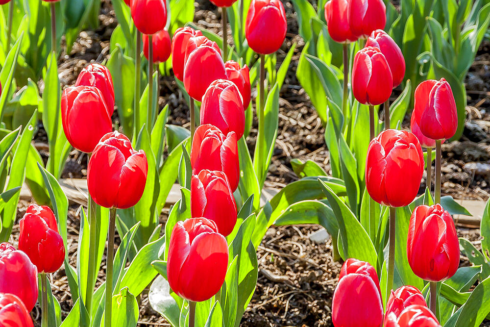 Tulip 'Kung Fu' in bloom in a garden