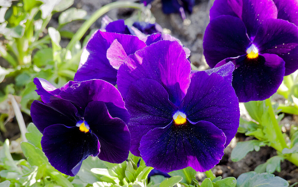 Viola x wittrockiana 'Unicolor Pourpre'