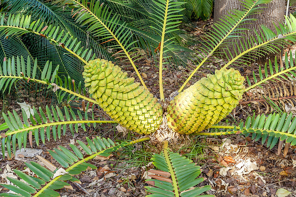Encephalartos laurentianus