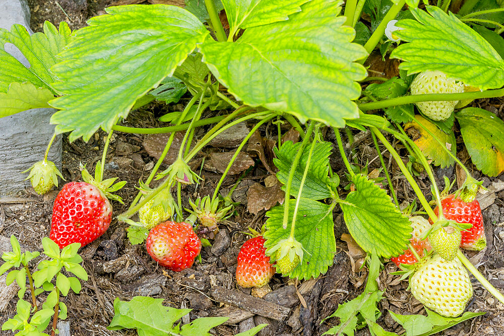 Fraisier 'Cirafine'