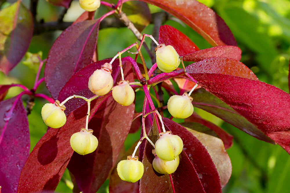 Euonymus fortunei 'Coloratus'