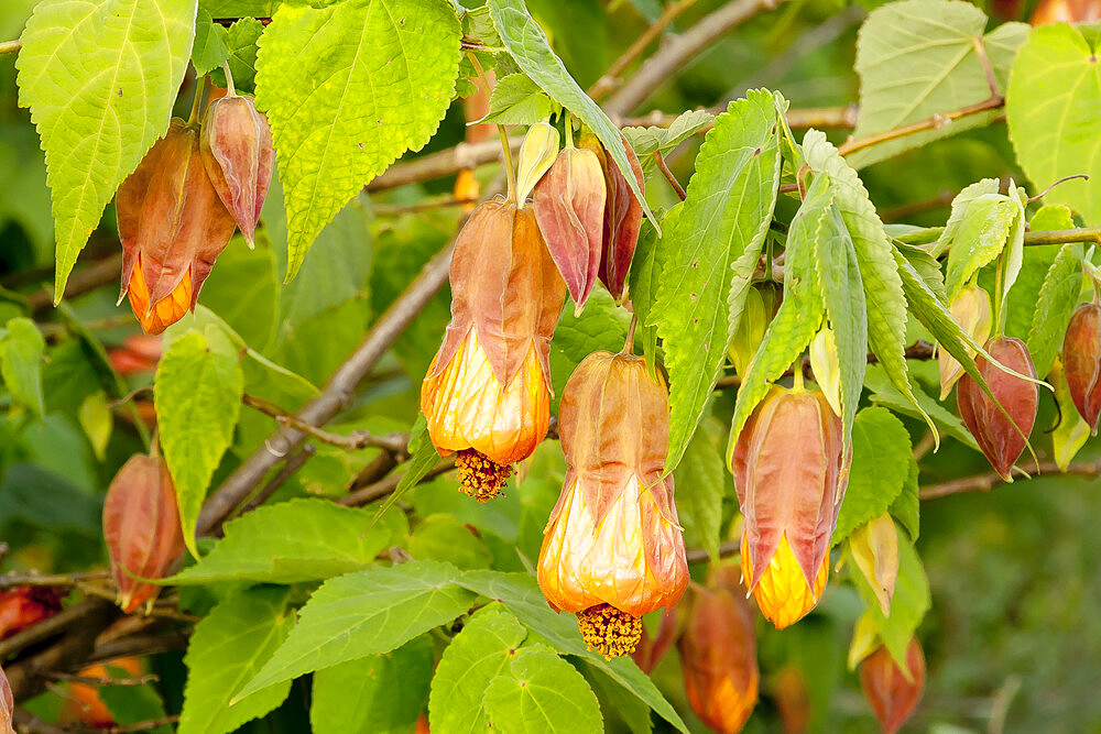 Abutilon 'Kentish Belle'