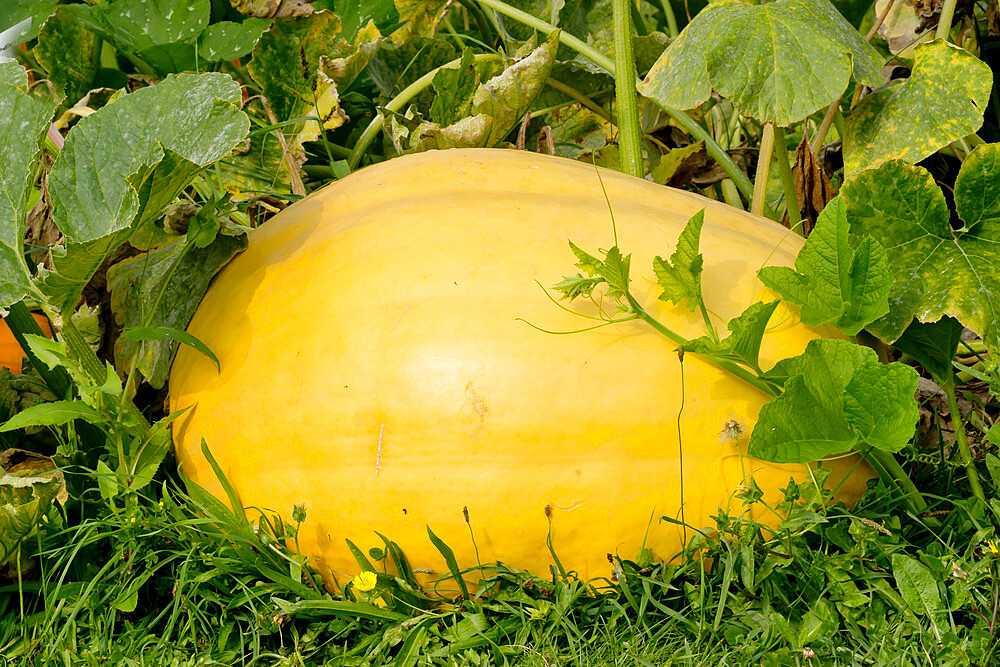 Cucurbita maxima 'Show King'