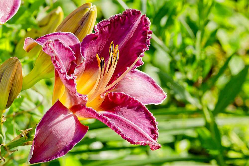 Hemerocalle 'Decoy' in bloom in a garden *** Local Caption *** Durio 1976