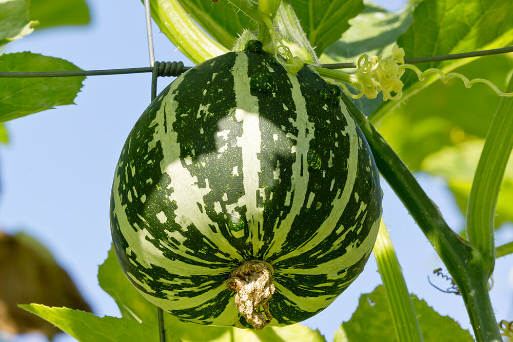 Cucurbita pepo Huicha