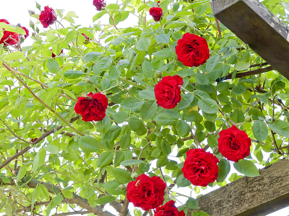 Rosa 'Fugue' Obtenteur : Meilland 1958