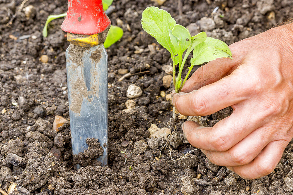 Planter des radis