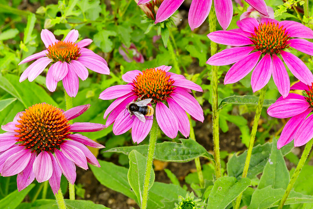 Echinacea purpurea 'PowWow Wild Berry'