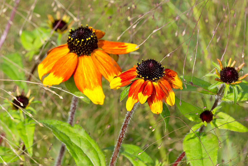 Rudbeckia triloba 'Prairie Glow'